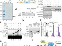 黑料网
朱卫国教授与哥伦比亚大学顾伟教授团队合作在Nature上发表高水平研究论文
