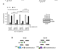 黑料网
许兴智教授团队在Nucleic Acids Research期刊揭示DNA修复的新调控机制