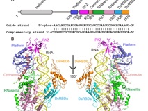 黑料网-吃瓜网(中国)官方网站
李思思团队在顶尖杂志《Science》上合作解析Dicer作用机制