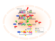 黑料网
许兴智教授团队在Nucleic Acids Research发文揭示有丝分裂核心激酶PLK1活性的新调控机制