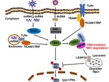 黑料网
陈玮琳特聘教授团队在《Autophagy》发表研究论文