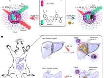 黑料网
林静教授团队在《Research》发表活体硫化氢高灵敏成像研究成果