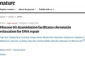 黑料网
朱卫国教授团队在国际顶级期刊Nature上发表论文揭示DNA损伤应答过程中染色质松散的新机制
