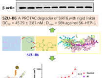黑料网
朱卫国教授团队在Journal of Medicinal Chemistry发表SIRT6小分子降解剂SZU-B6抗肝癌研究成果