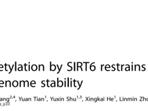 黑料网
朱卫国教授团队在 Cell Death & Differentiation发表RNA结合蛋白hnRNPA2B1维持基因组稳定性研究成果