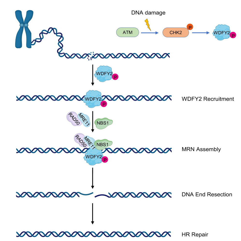 C:\Users\hp\Desktop\预接受-第二次修改\Graphical abstract.jpg