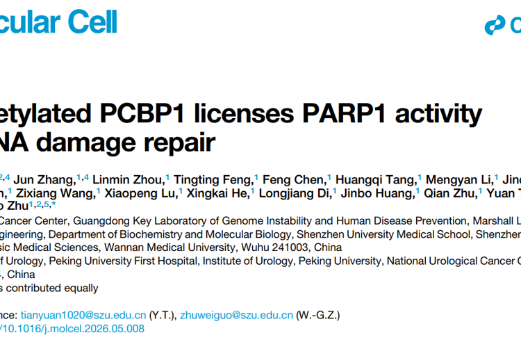 朱卫国教授团队在Molecular Cell发表PCBP1调控PARP1活性及DNA损伤修复研究成果