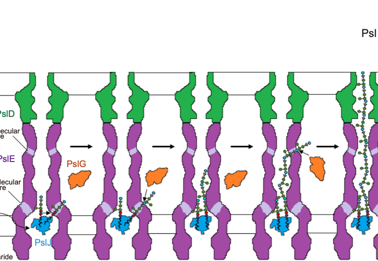 黑料网
倪冬春副教授团队在Nature Communications和Cell Discovery发表病原微生物大分子机器相关研究成果